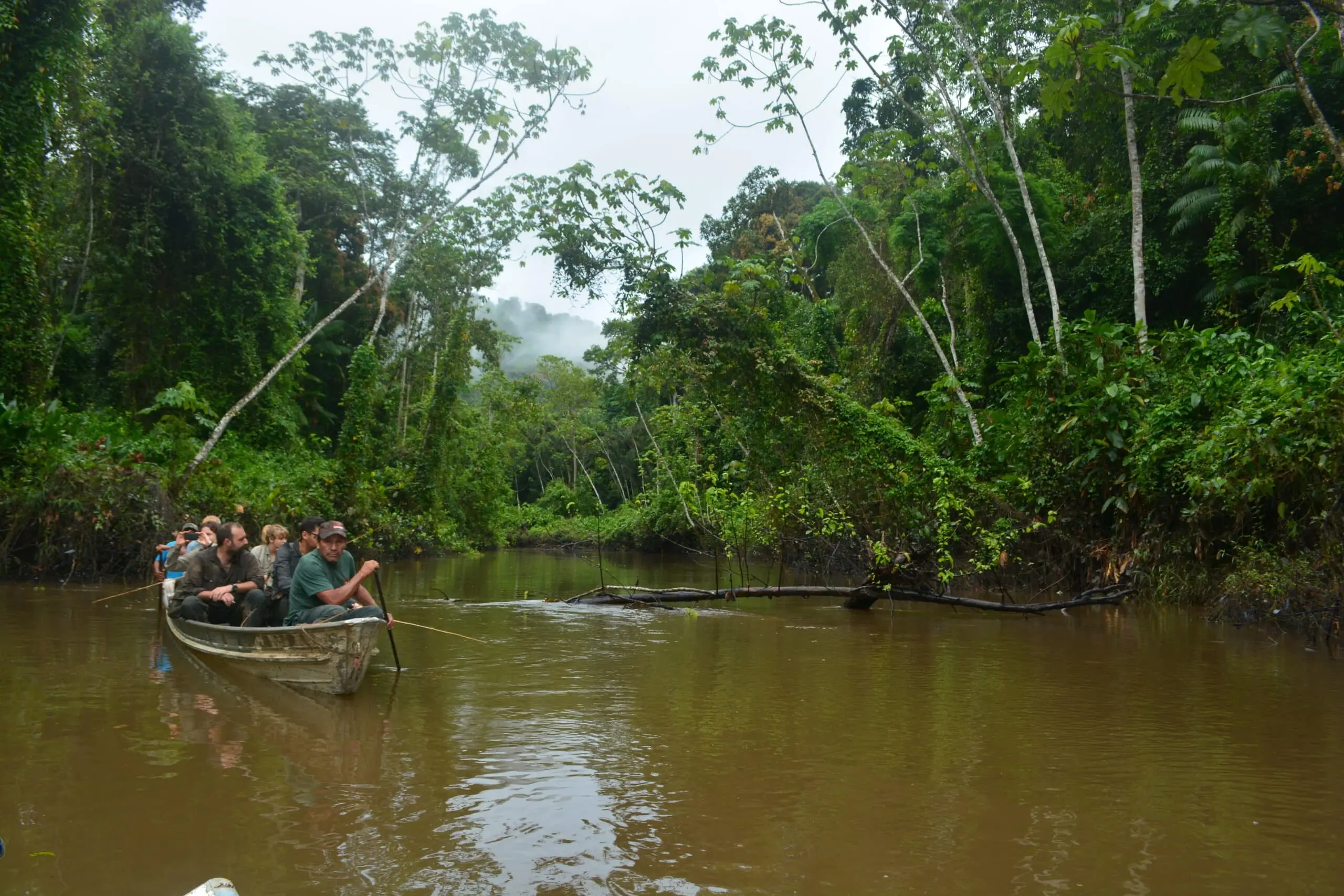 guyana jungle safari